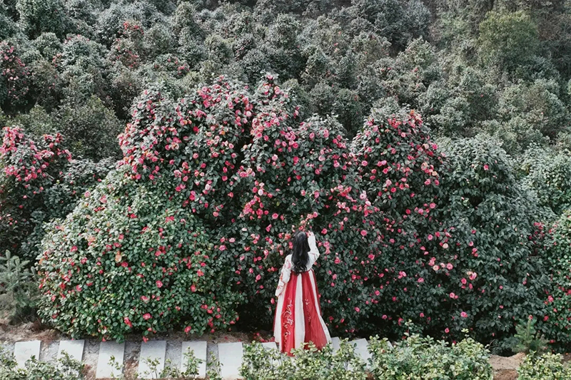 组图｜雅安名山：我与春天有个约会_fororder_蒙顶山千亩山茶花园__供图-名山区委宣传部（1）