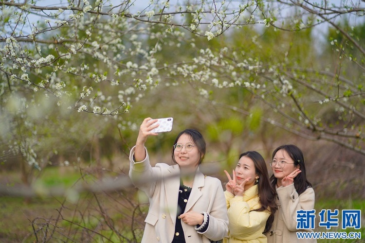 江西赣州：李花怒放一树白 扮靓乡村引客来_fororder_11