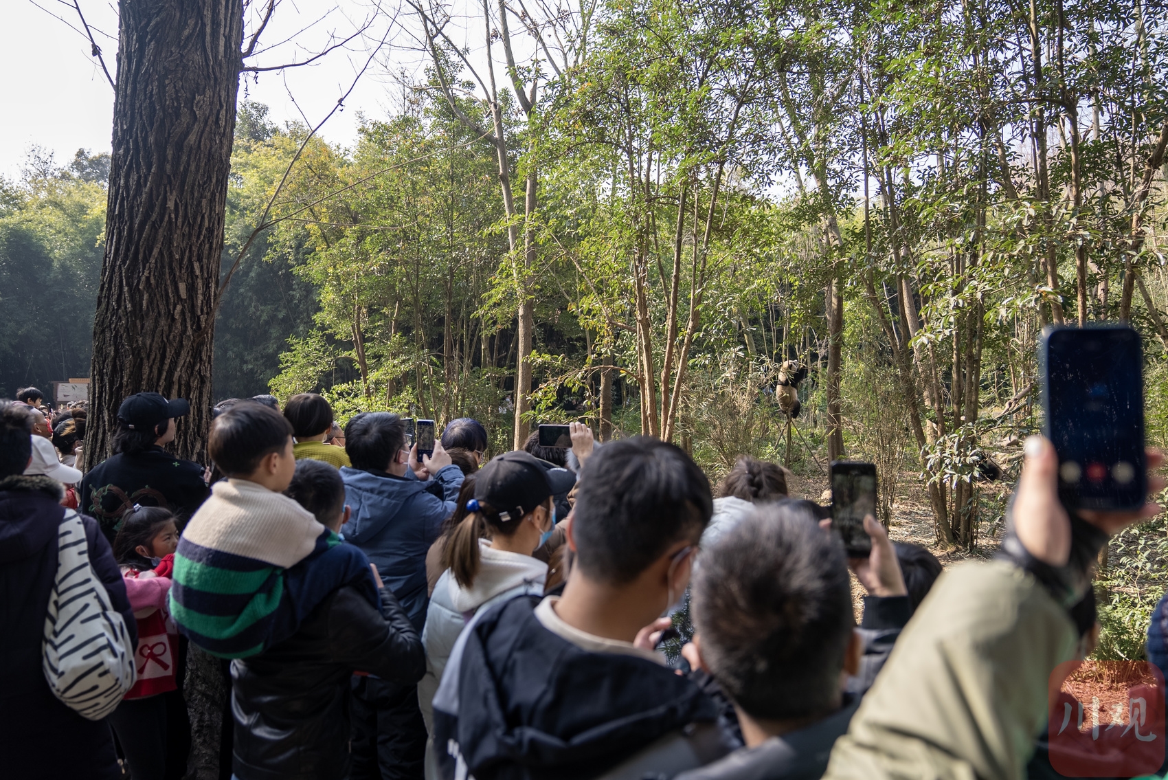 （转载）春节长假结束 成都大熊猫基地人气依旧爆棚