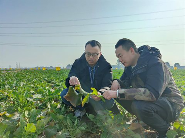 新春走基层 | 德阳旌阳：农技专家田间地头“把脉问诊” 蓄力农业生产“开门红”_fororder_QQ图片20230130114525