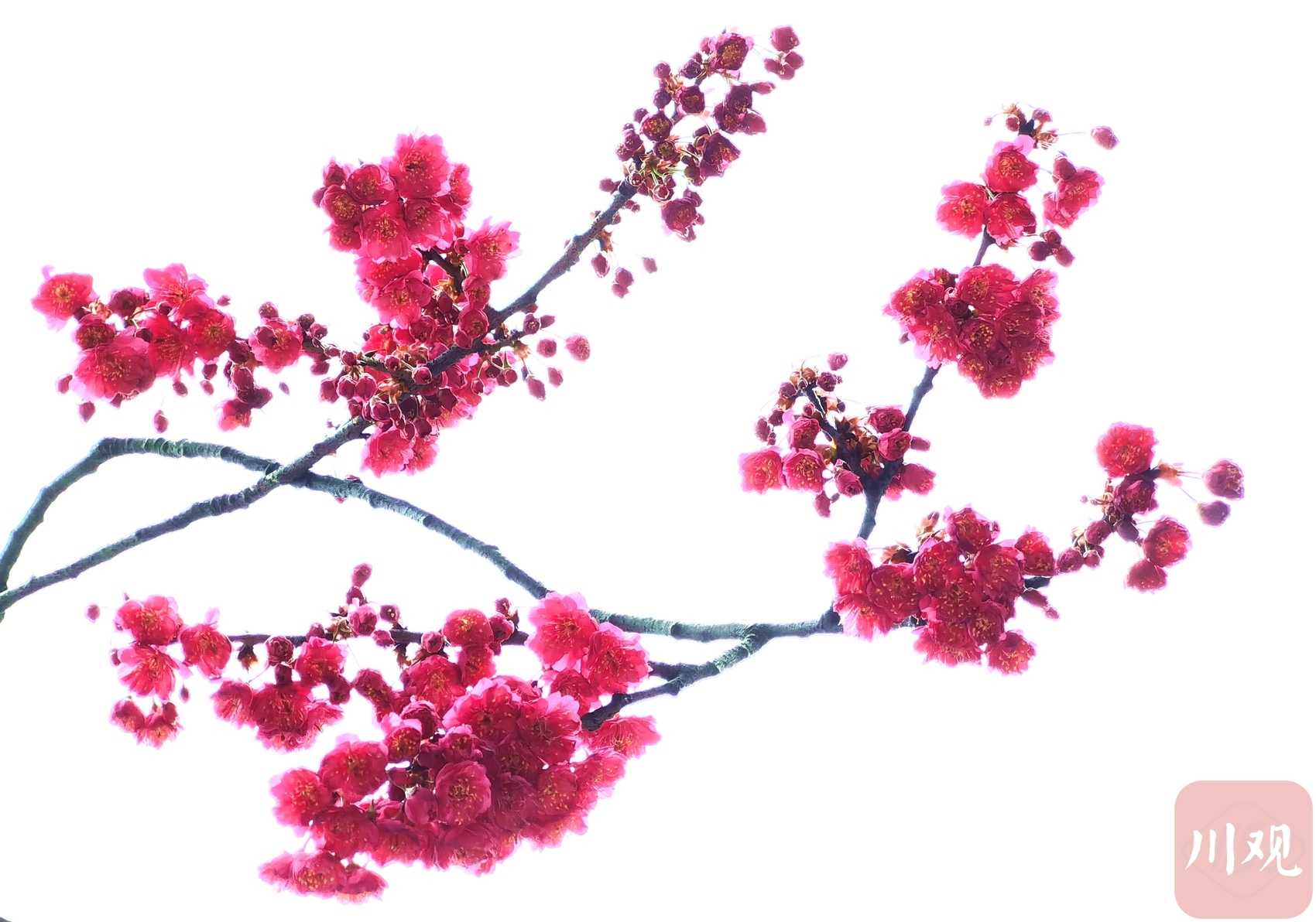 （转载）如绯霞明艳 成都最早的樱花开了！
