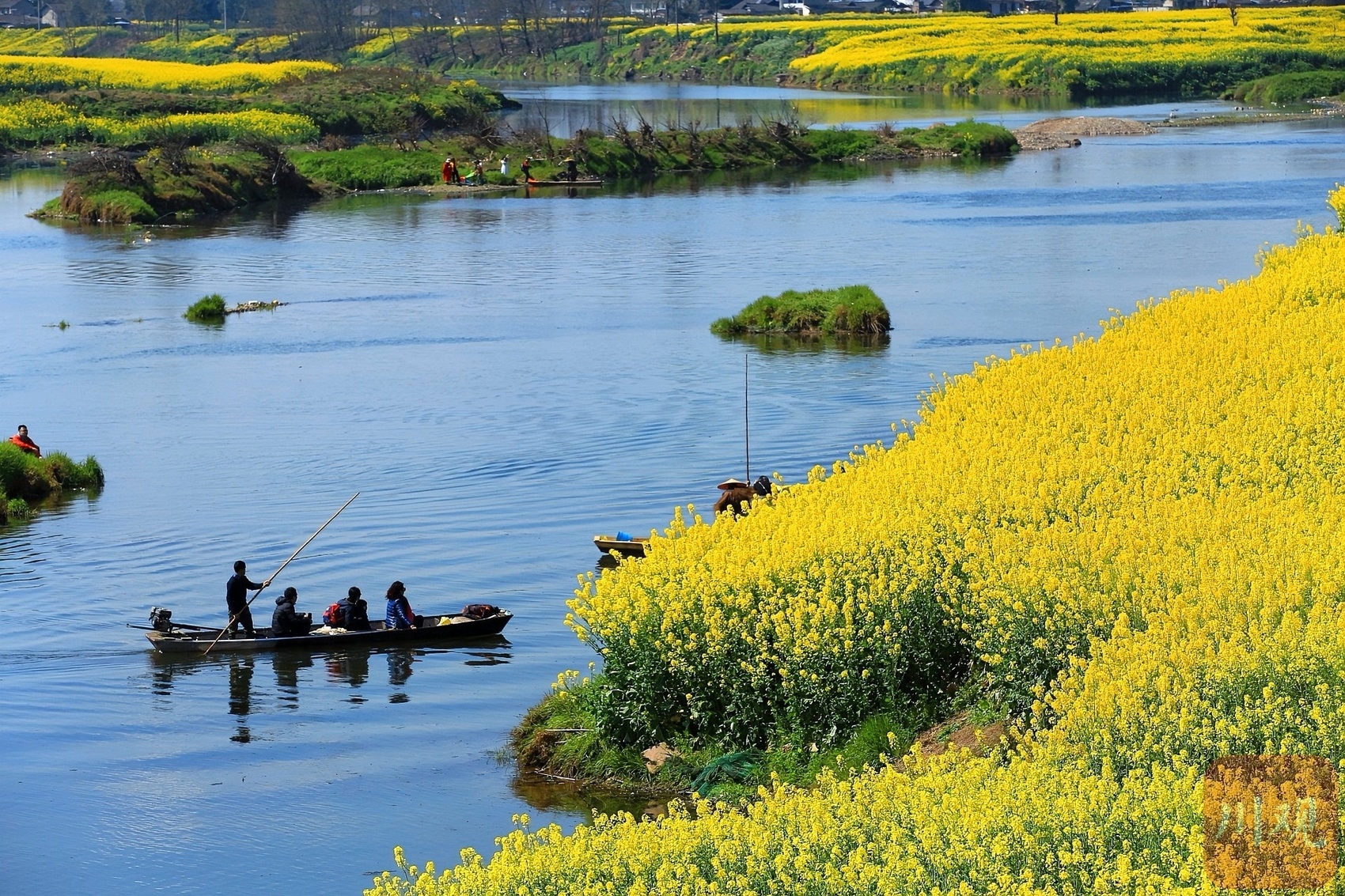 （转载）多地油菜花开了！邛崃、崇州……遍地金黄