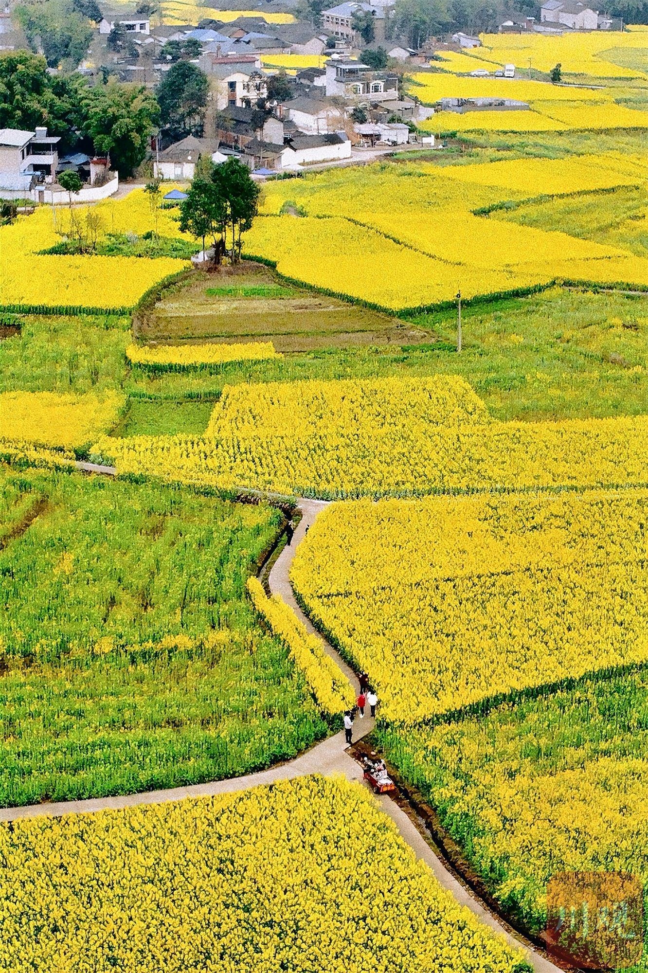 （转载）多地油菜花开了！邛崃、崇州……遍地金黄