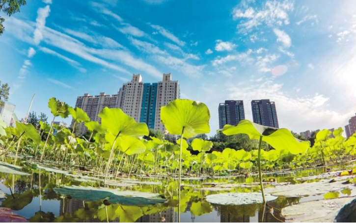 【中首 陕西 图】夏日荷塘美如画