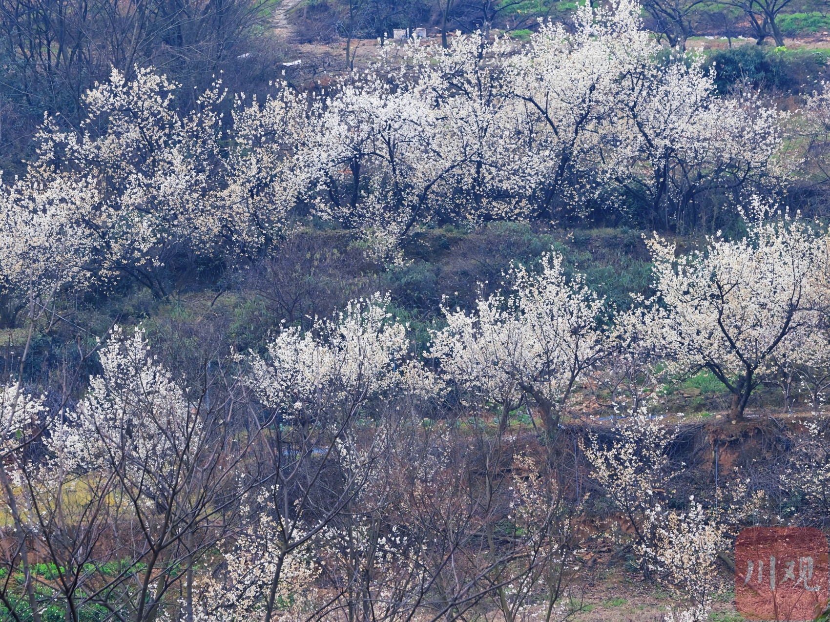 （转载）崇州道明：樱桃花开，繁盛如雪