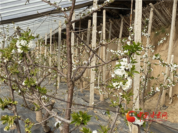 【兰州】兰州榆中：人勤春来早 大棚迎花开_fororder_222