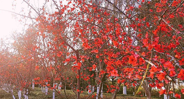 四川资阳：春日时节到来 解锁雁城赏花打卡三地_fororder_efc8a09de4b3db1d22befa2e7b989ea9
