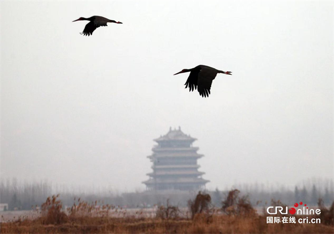 陕西大荔：湿地好风光 候鸟舞翩跹_fororder_图片5