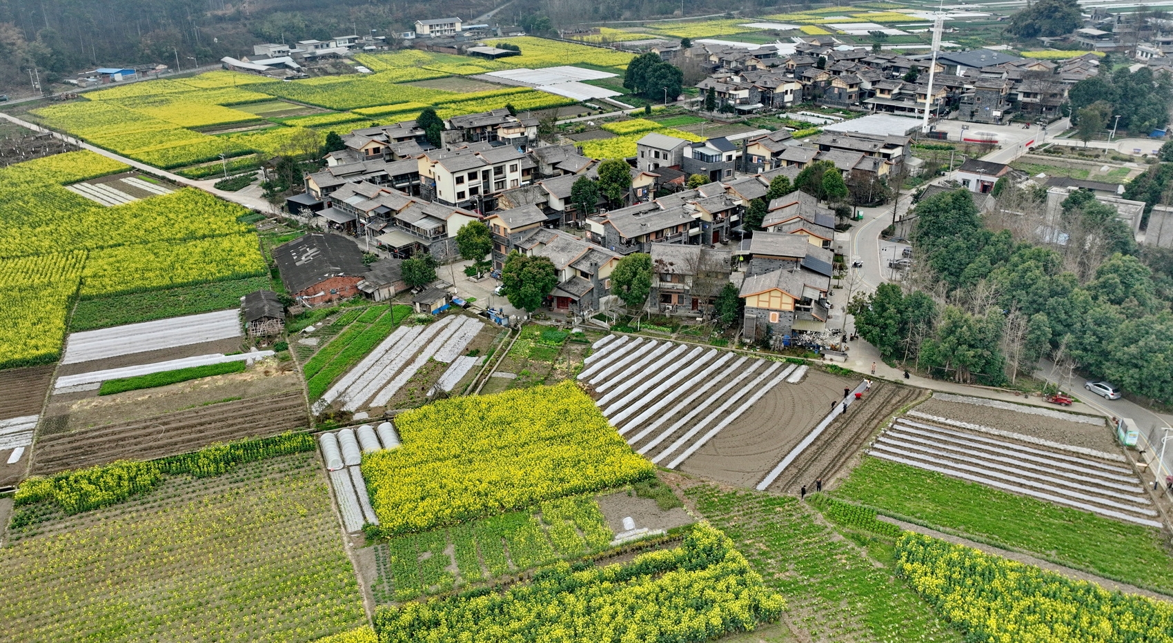 （转载）不负春光！成都田间地头绘出多彩春耕图