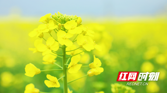 湖南衡东：千亩油菜花海迎春盛放