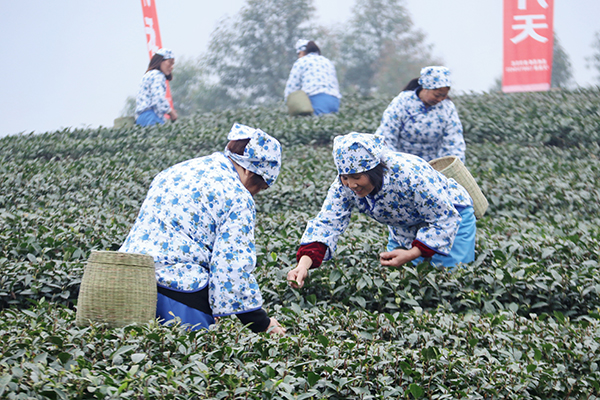 2023年乐山市“峨眉山茶”开采节暨手工制茶技能大赛举行_fororder_采茶现场-摄影-廖宇