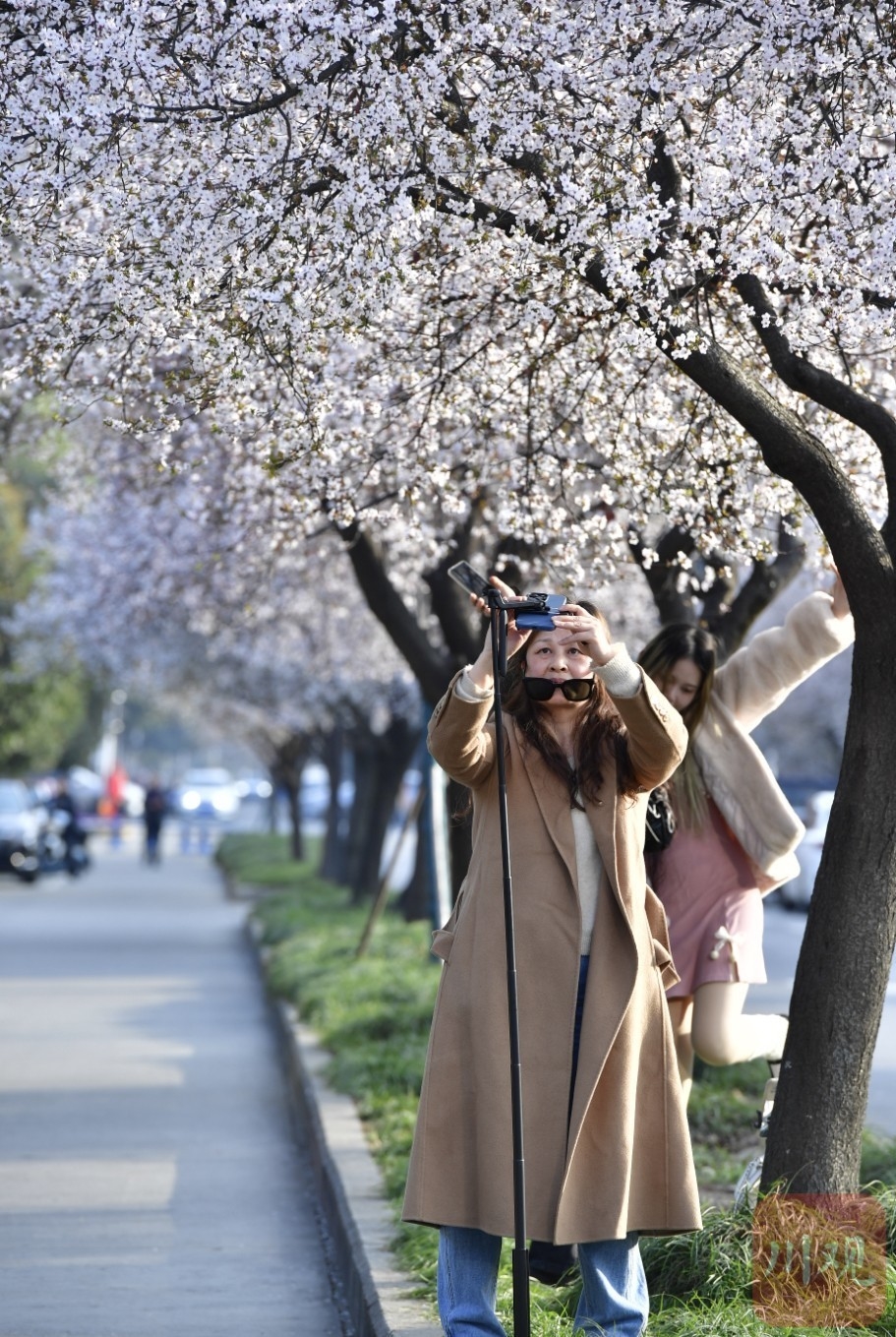 （转载）#你好·春天#春日里的一条“雪花”街