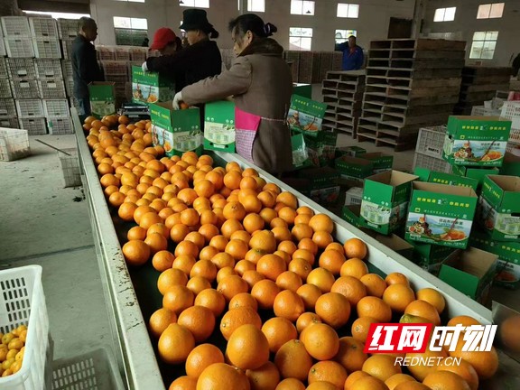 加快步伐“走出去”湖南益阳农产品打开外贸新渠道