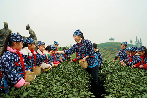 泸州纳溪：茶山里的开学第一课_fororder_在老师的指导下，学生们学习采茶技巧（图片来源：融媒体中心）
