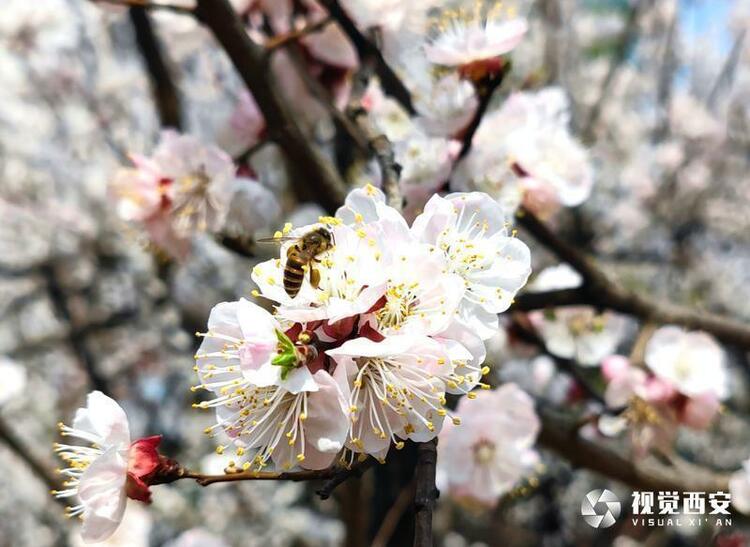 街心花园 春意盎然