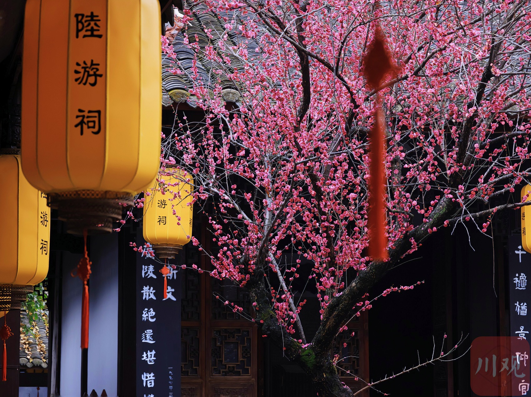 （转载）古风韵味！当陆游笔下的梅花盛开在陆游祠
