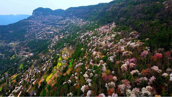 广元苍溪：十里樱花竞开放 游客纷至踏春来_fororder_未标题-1