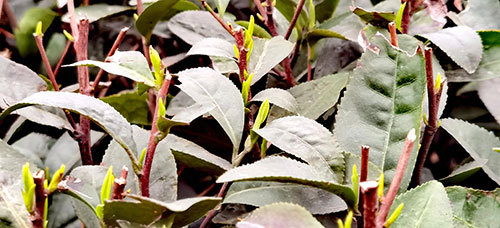 现场销售茶叶2.3亿元 第十六届中国·宜宾早茶节在四川筠连启幕_fororder_宜宾早茶吐出嫩芽-摄影-高学兵