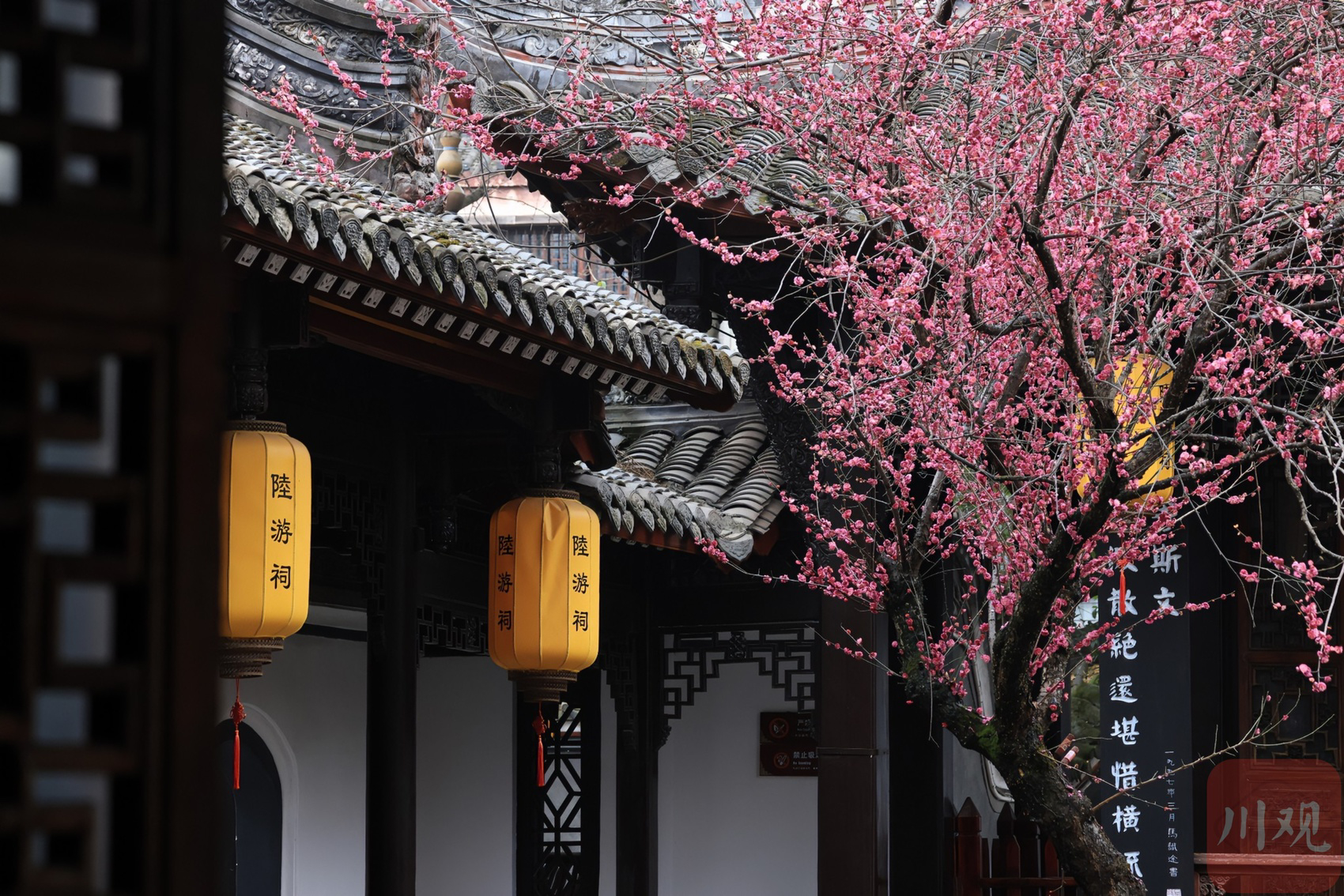 （转载）古风韵味！当陆游笔下的梅花盛开在陆游祠