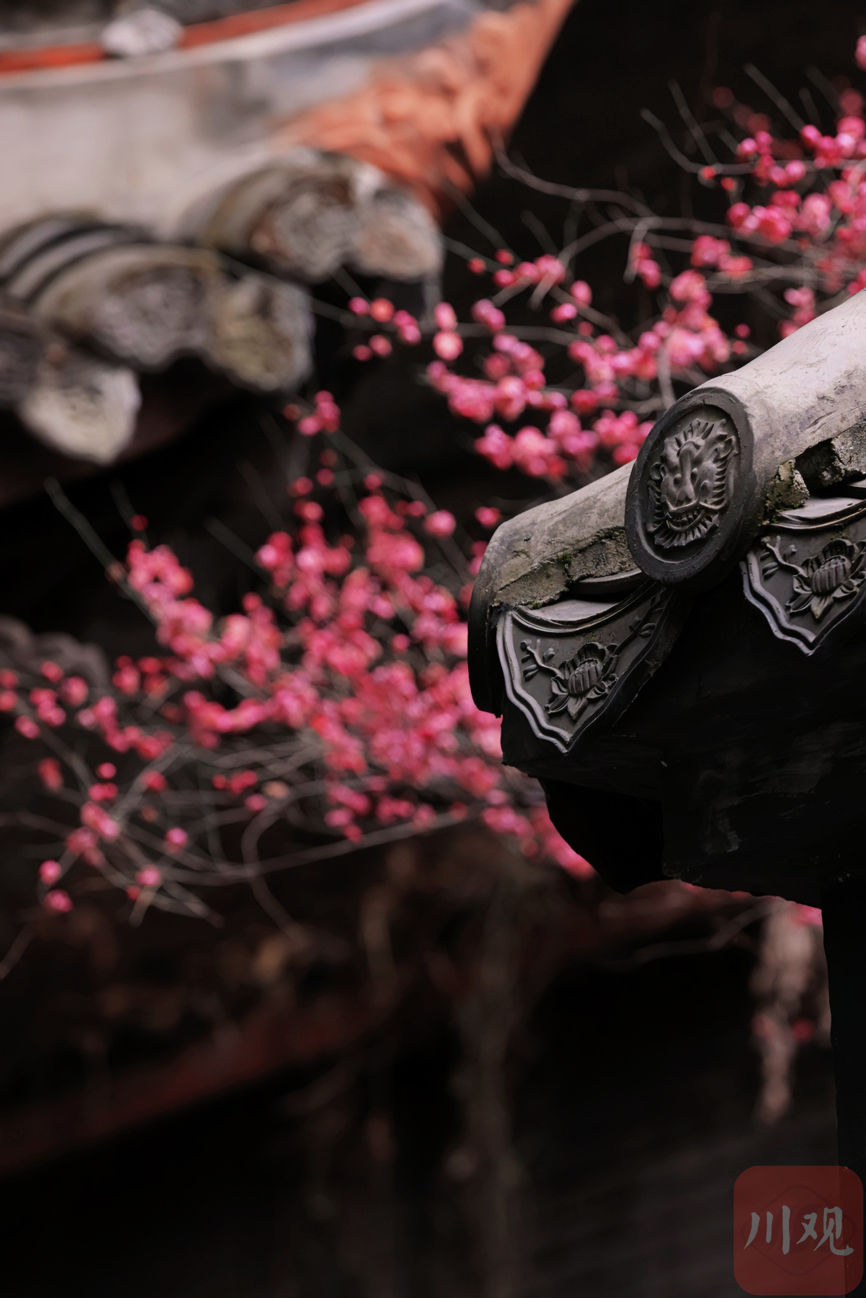 （转载）古风韵味！当陆游笔下的梅花盛开在陆游祠