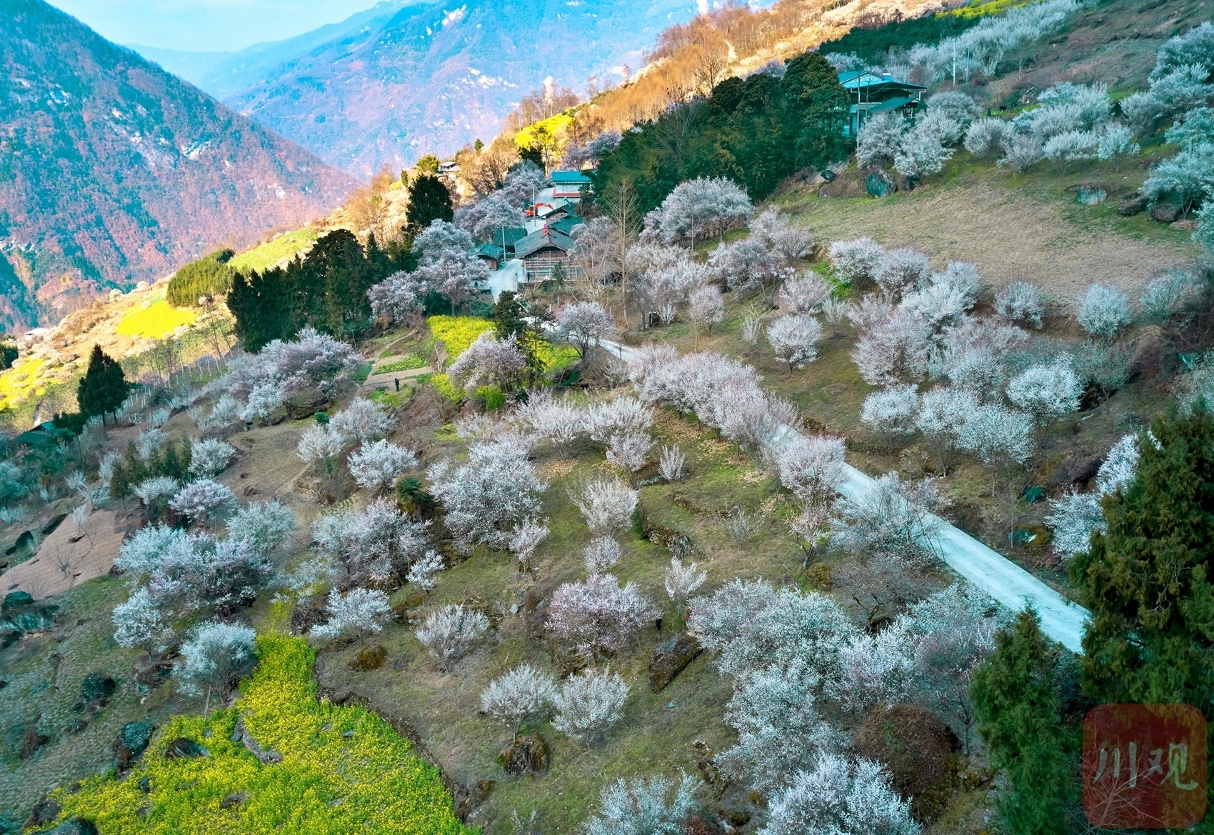 （转载）绵阳平武：山村田园春色浓 百年古梅花正旺