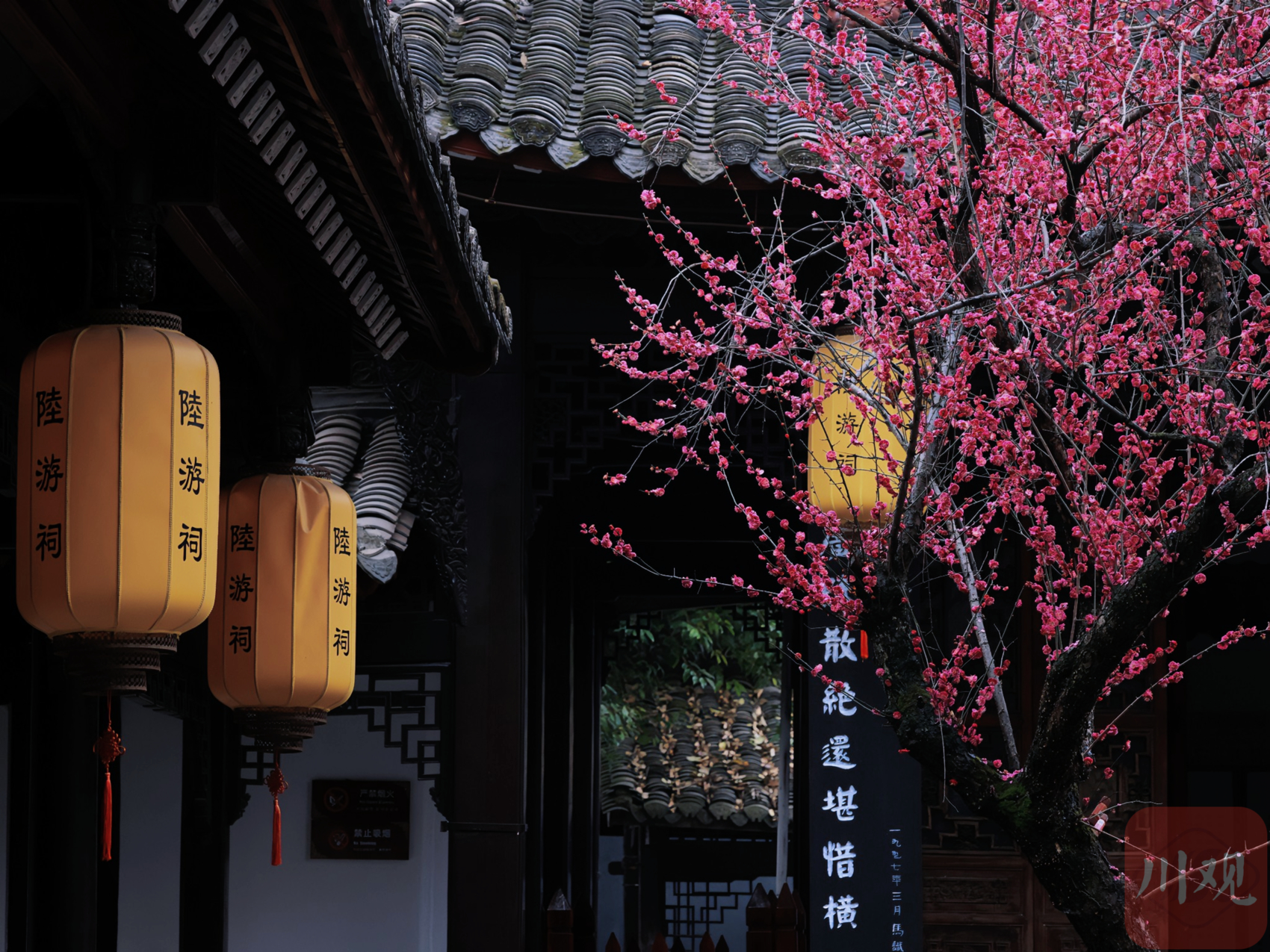 （转载）古风韵味！当陆游笔下的梅花盛开在陆游祠