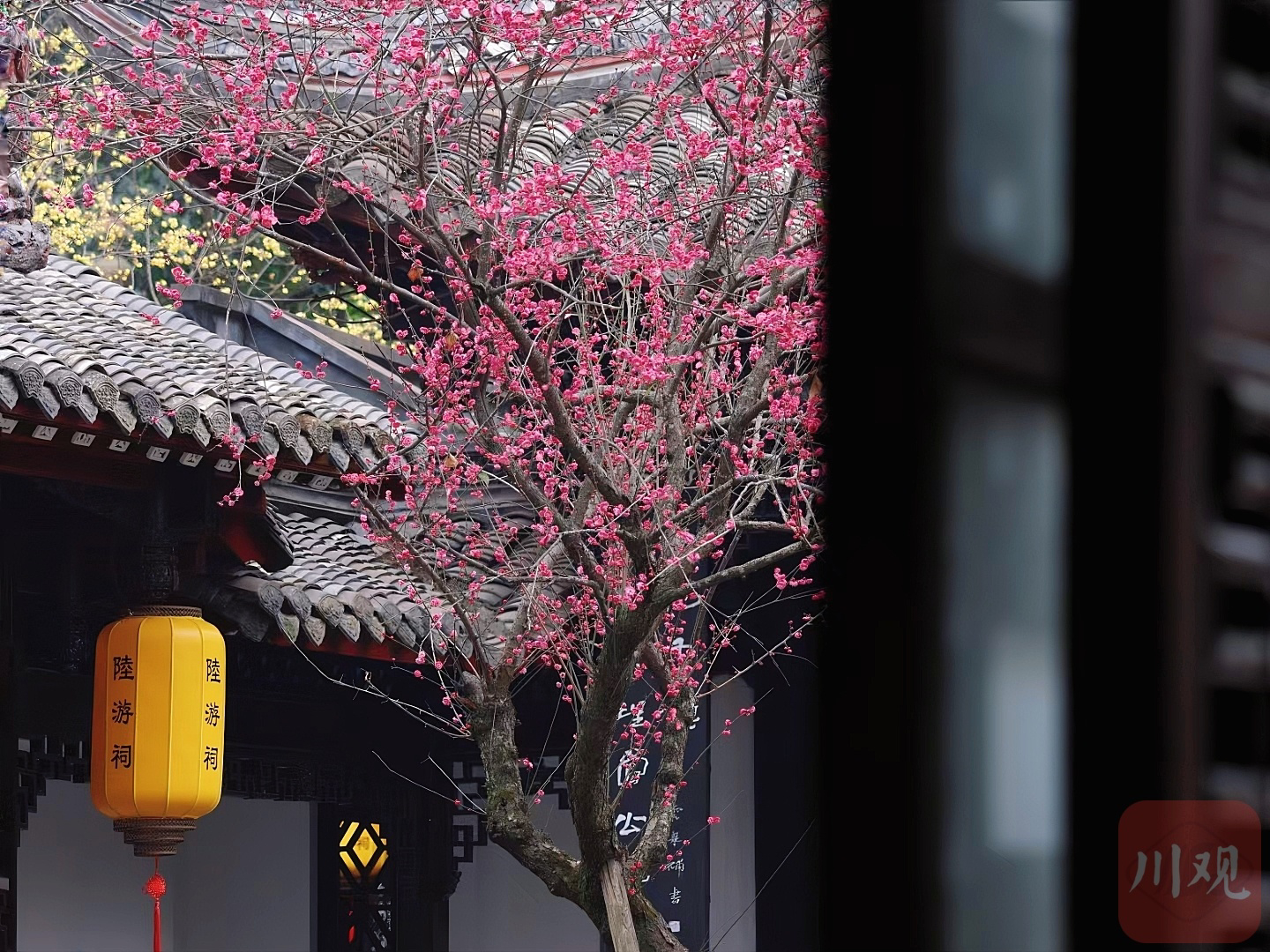 （转载）古风韵味！当陆游笔下的梅花盛开在陆游祠