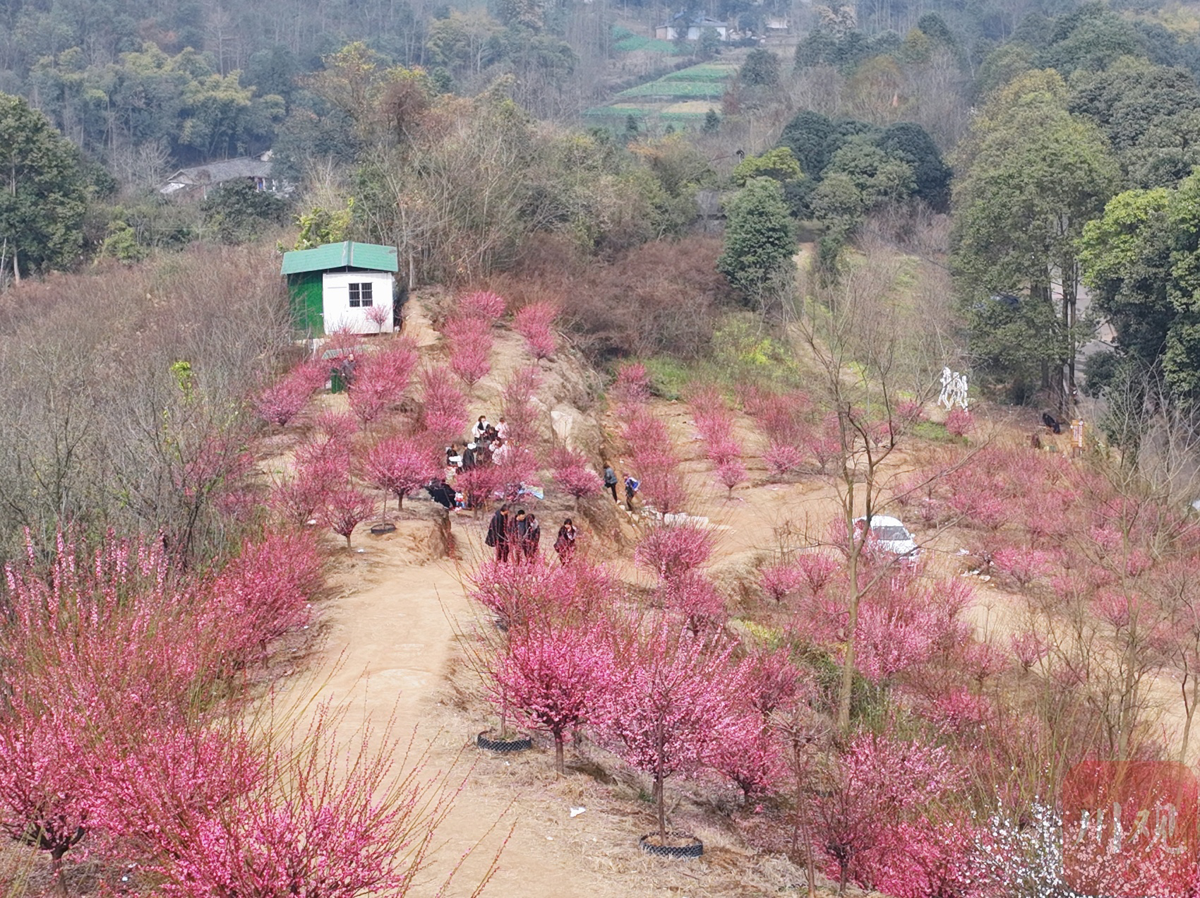 （转载）崇州白塔湖 早春湖畔上“彩妆”