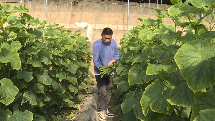 渭南： 特色产业春来旺 农业发展促振兴_fororder_1