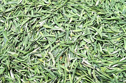 现场销售茶叶2.3亿元 第十六届中国·宜宾早茶节在四川筠连启幕_fororder_宜宾早茶（绿茶）摄影-何芳