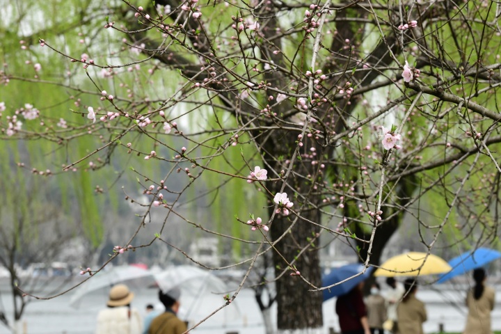 桃花朵朵开 西湖春色浓_fororder_1678274131942_64086e53febc270001ad7aaa