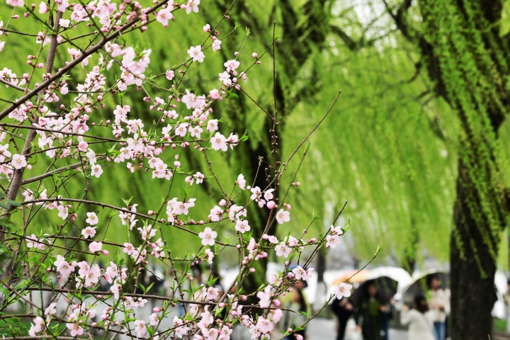 桃花朵朵开 西湖春色浓_fororder_1678274132858_64086e54febc270001ad7aae