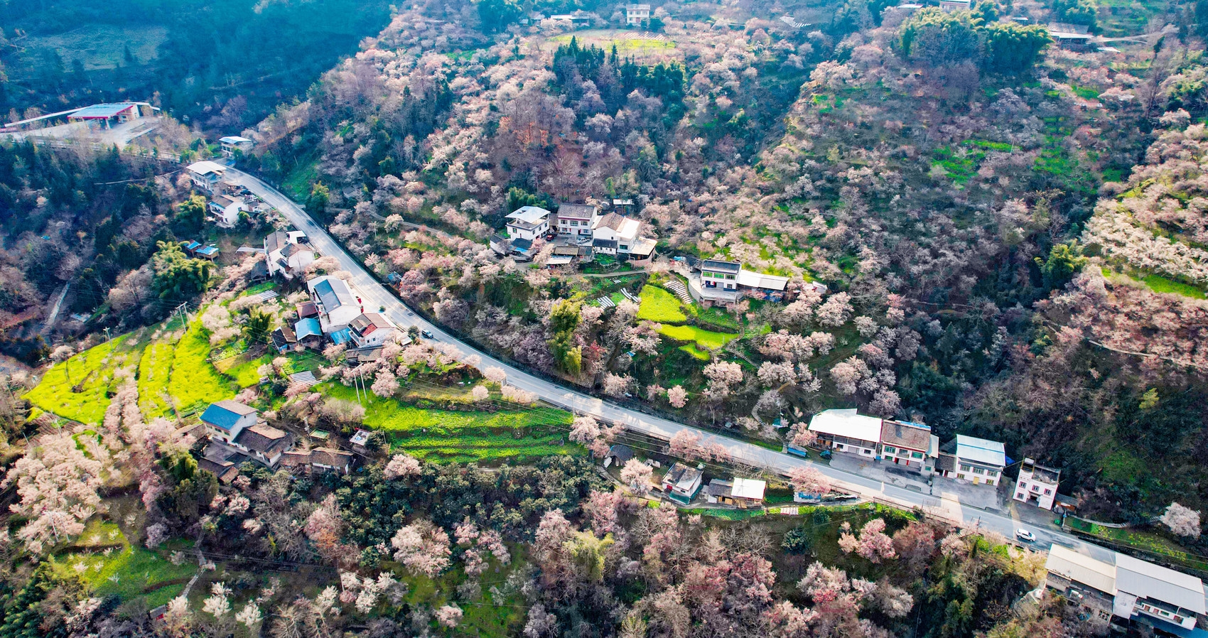 （转载）春回大地 绵阳平武万亩梅林竞次开放
