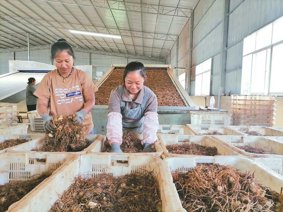 普洱澜沧：家门口端上金饭碗_fororder_1f2
