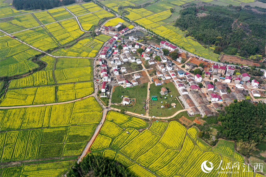 江西丰城：大地披上“黄金甲”游客到村民乐