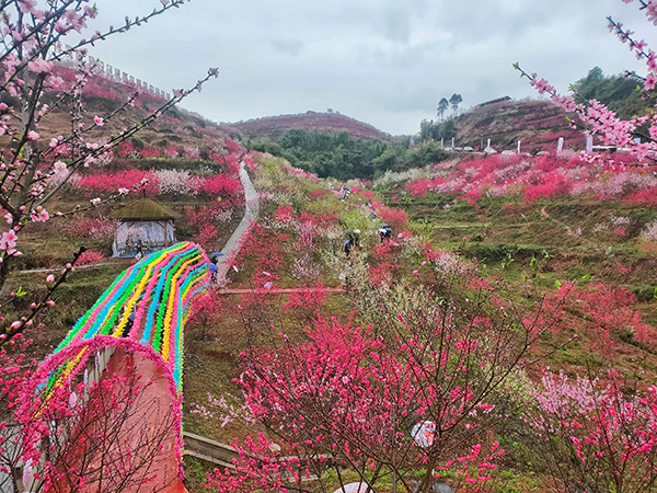 （张）走进美丽乡村 纳溪龙湖水香第二届桃花节启动_fororder_漫山遍野的桃花（摄影-马俊杰）