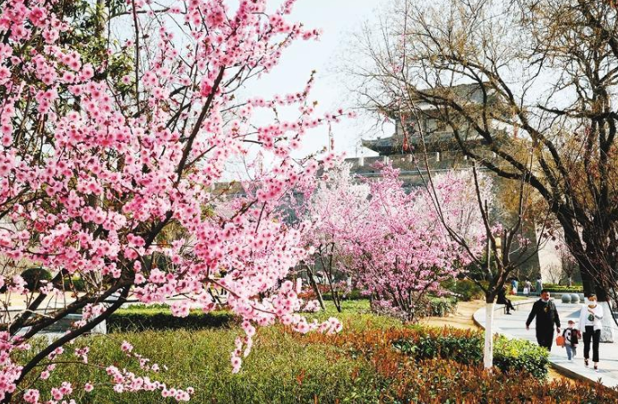 西安春暖花开游人醉_fororder_微信图片_20230314085519