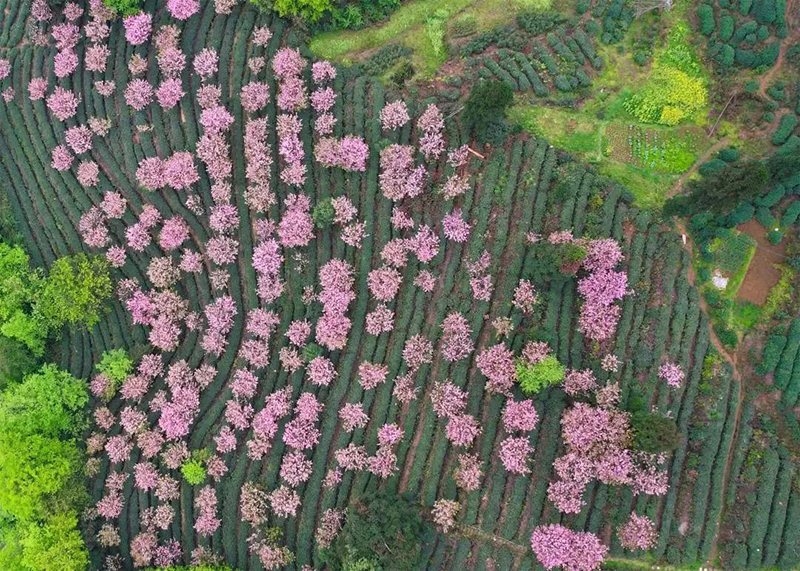 组图｜雅安名山：我与春天有个约会_fororder_蒙顶山樱花茶园-供图-名山区委宣传部（1）