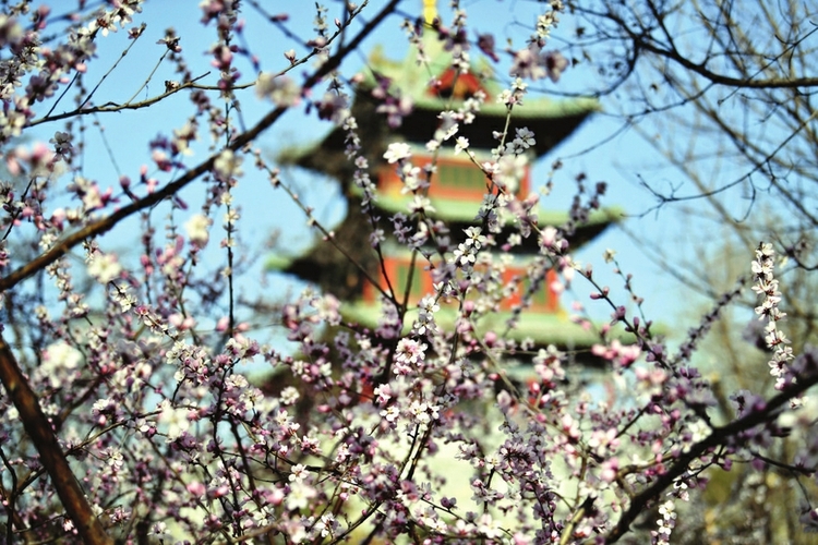 太原：春色撩人_fororder_2jpg