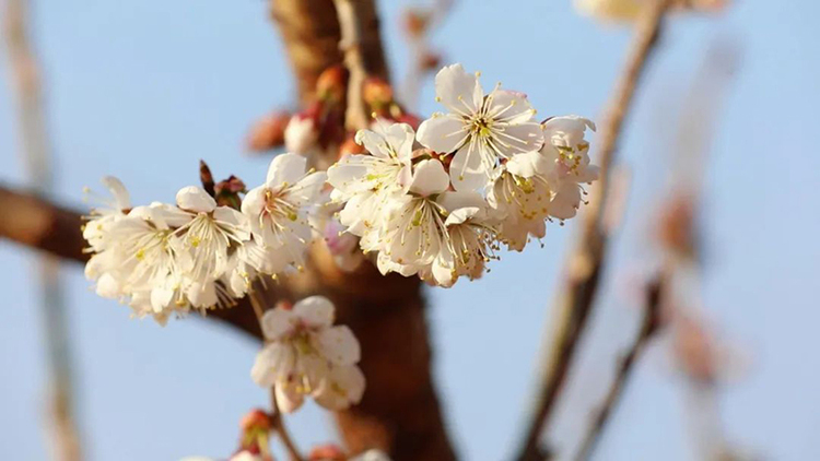 组图｜春风十里 花舞汉源_fororder_汉源九襄镇三强村的樱桃花-供图-汉源县委宣传部（1）