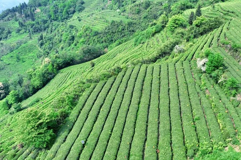 组图｜雅安名山：我与春天有个约会_fororder_蒙顶山凌云台茶园-供图-名山区委宣传部