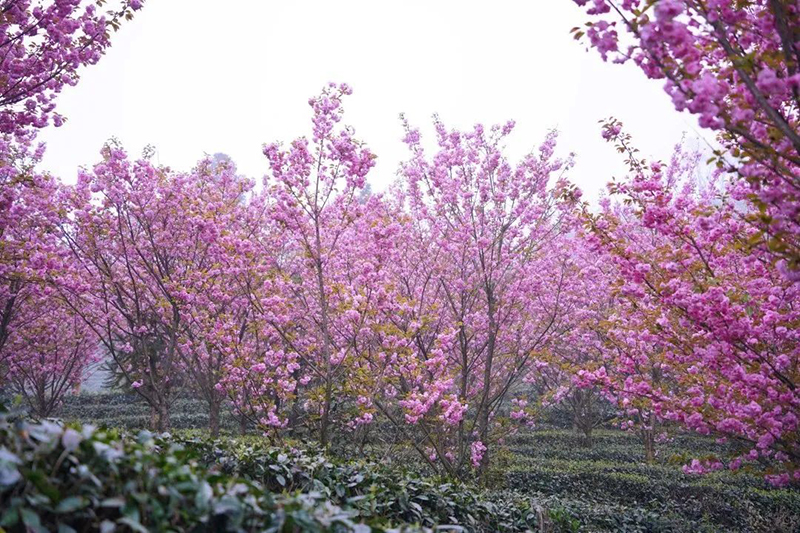 组图｜雅安名山：我与春天有个约会_fororder_蒙顶山樱花茶园-供图-名山区委宣传部