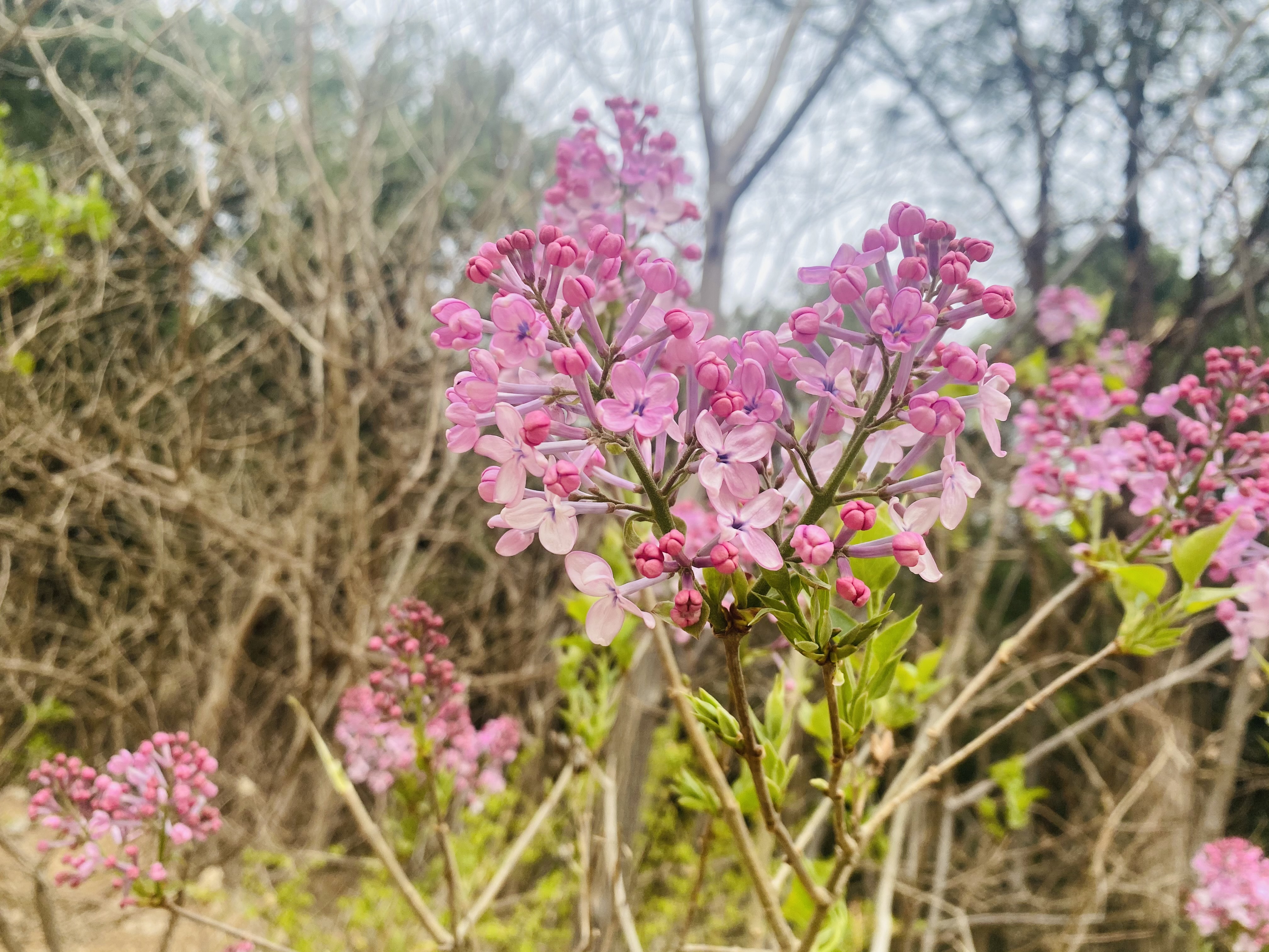 山东济南：春日有多浪漫？花儿都要组成爱心模样