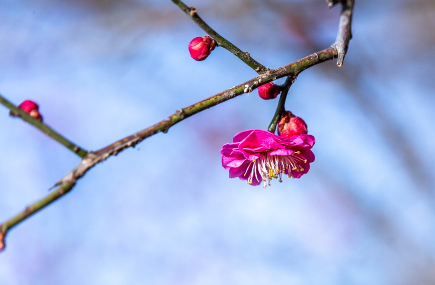 平顶山市鲁山县：梅花盛开春意浓