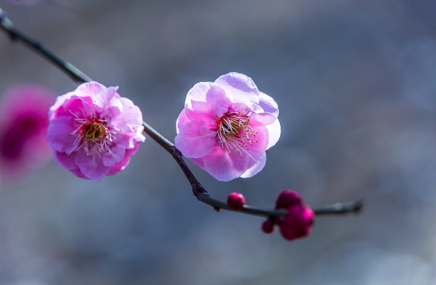 平顶山市鲁山县：梅花盛开春意浓