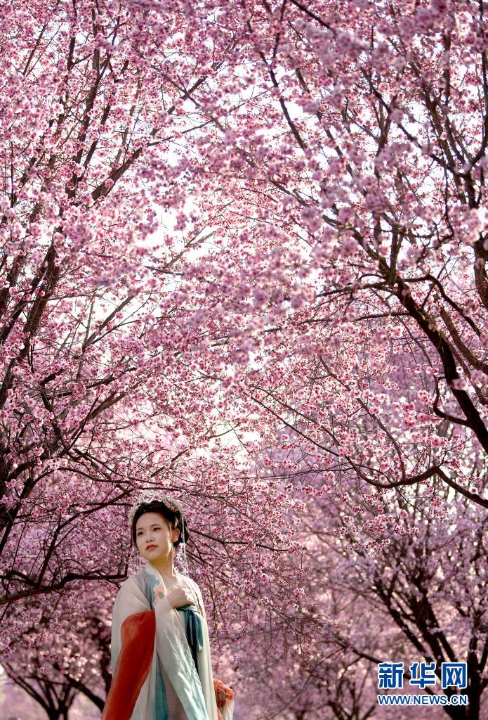 西安：春光无限好 满眼繁花灿