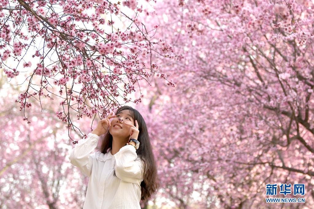 西安：春光无限好 满眼繁花灿