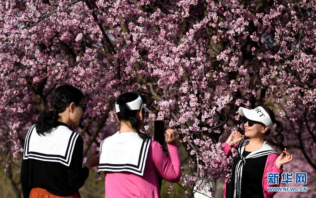 西安：春光无限好 满眼繁花灿