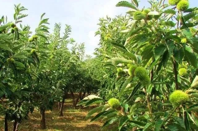 江西省林业科技实验中心召开2023年度中财锥栗项目启动暨实施方案研讨会_fororder_2