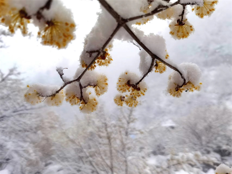 【原创】【春日“豫”新景】南阳老界岭：茱萸花海映春雪_fororder_“棉被”下的茱萸花更显动人 摄影 吴艳红